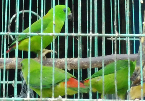 1,000 Illegal Birds On Sale in Tanjung Karang, Sumatra (November 1, 2016)